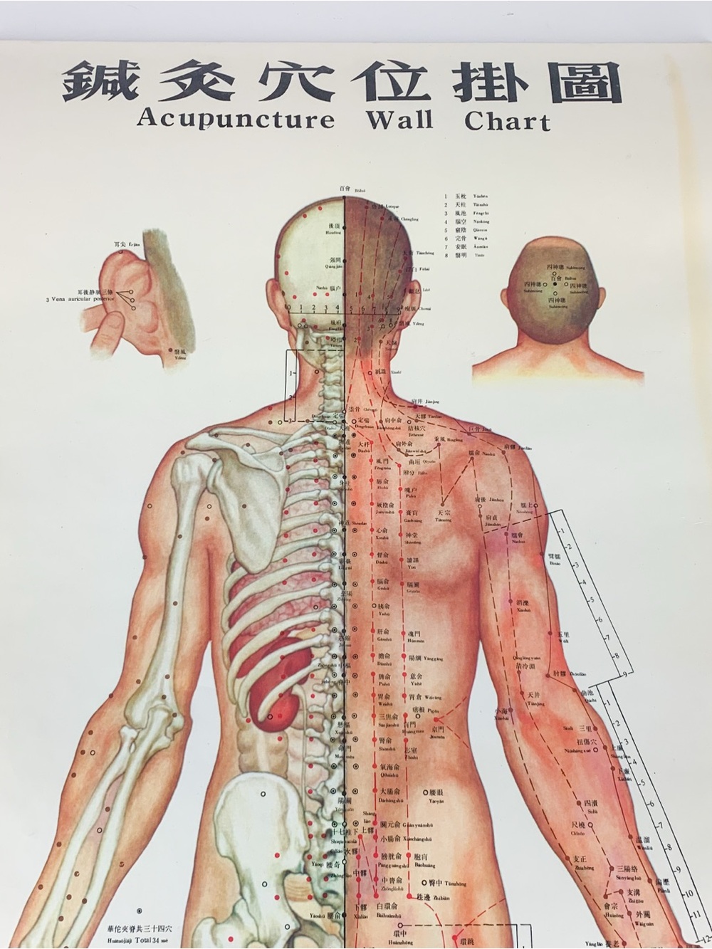 Vintage 70s Chinese Medicine Body Acupuncture Points Meridians Chart Wall Art